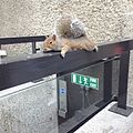 "Crawling_squirrel_in_Barbican_Center.jpg" by User:Shangkuanlc