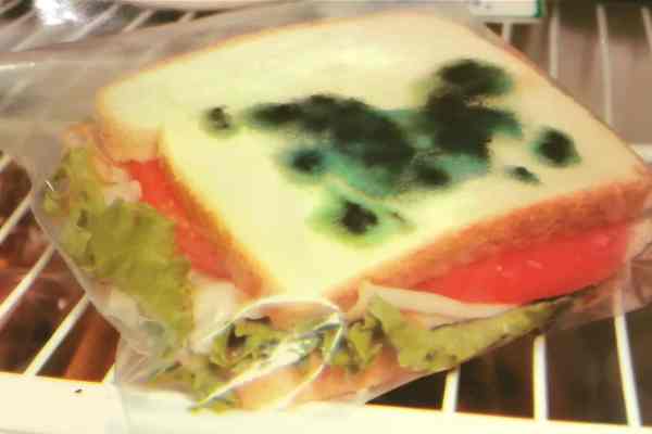 moldy sandwich bags